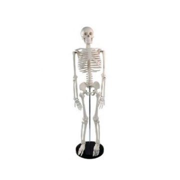 Darhmmy 85cm menselijk skeletmodel voor medisch onderwijs