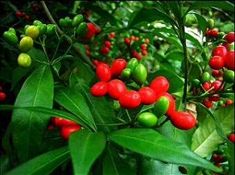 Rauwolfia-Root-Extract Rauwolfia-Root-Extract