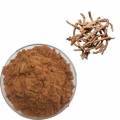 Natural Organic Anti-Oxidant Angelica Radix Extract