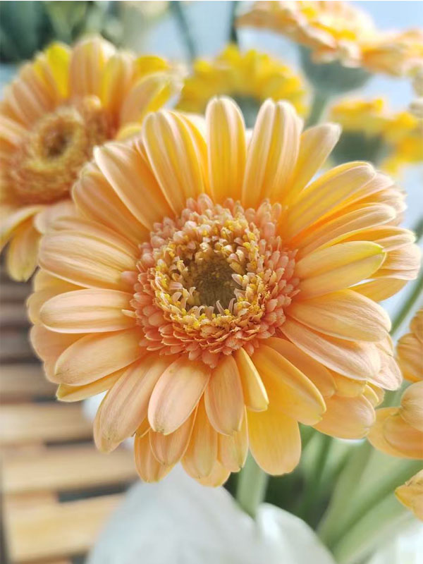 Gerbera Mermaid2