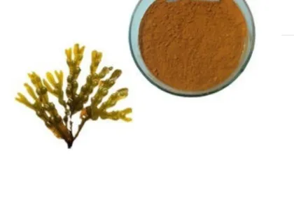 Hot selling kelp extract 10% fucoxanthin
