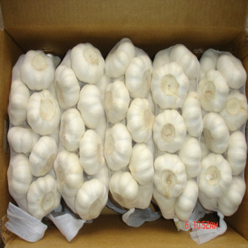 Pure White Chinese Fresh Garlic with 5.5cm