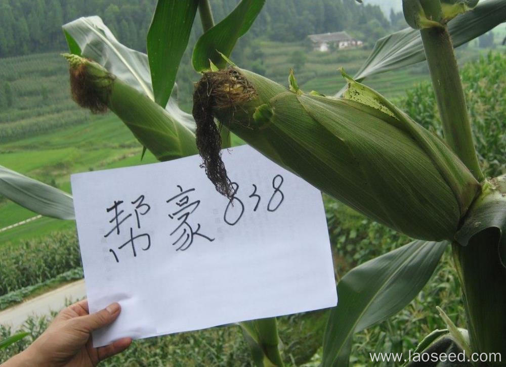 High-Quality Natural corn Gold Seeds