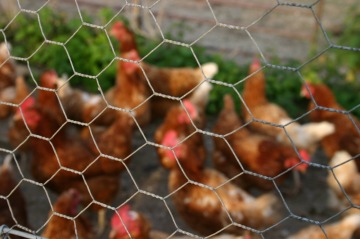 anping factory products hexagonal chicken wire mesh/rabbit wire mesh/galvanized Gabion welded wire