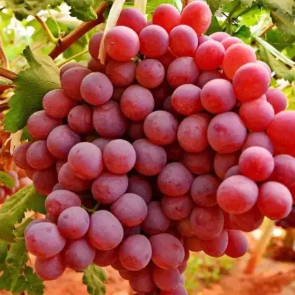 red grapes from South