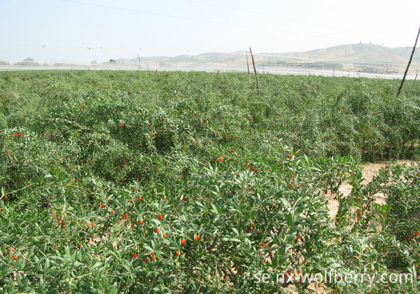 Goji Berry