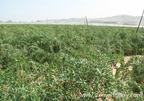 Goji Berry