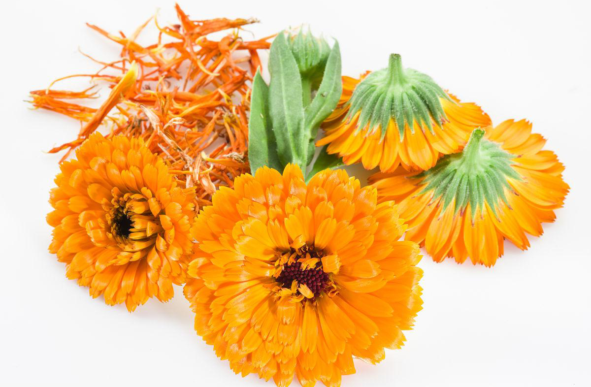 marigold extract (1)