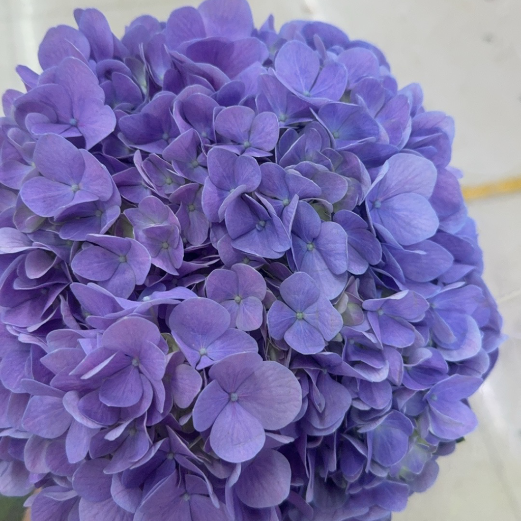 Purple single hydrangea