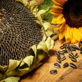 Les graines de tournesol extraient de la poudre avec un meilleur prix