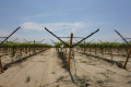 Systèmes de pignons ouverts de vignoble