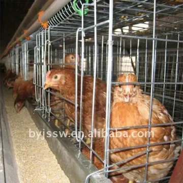 Chicken Cage With Automatic Feeding System From Direct Factory