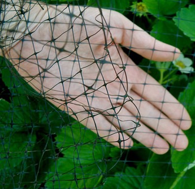 square mesh anti bird net