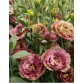 বিবাহের তোড়া জন্য প্রিমিয়াম ব্রাউন Lisianthus পাইকারি