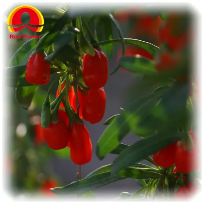 Red Power QIZITO wolfberry goji berry tea ningxia zhongning chunqin wolfberry wolfberry dried fruits
