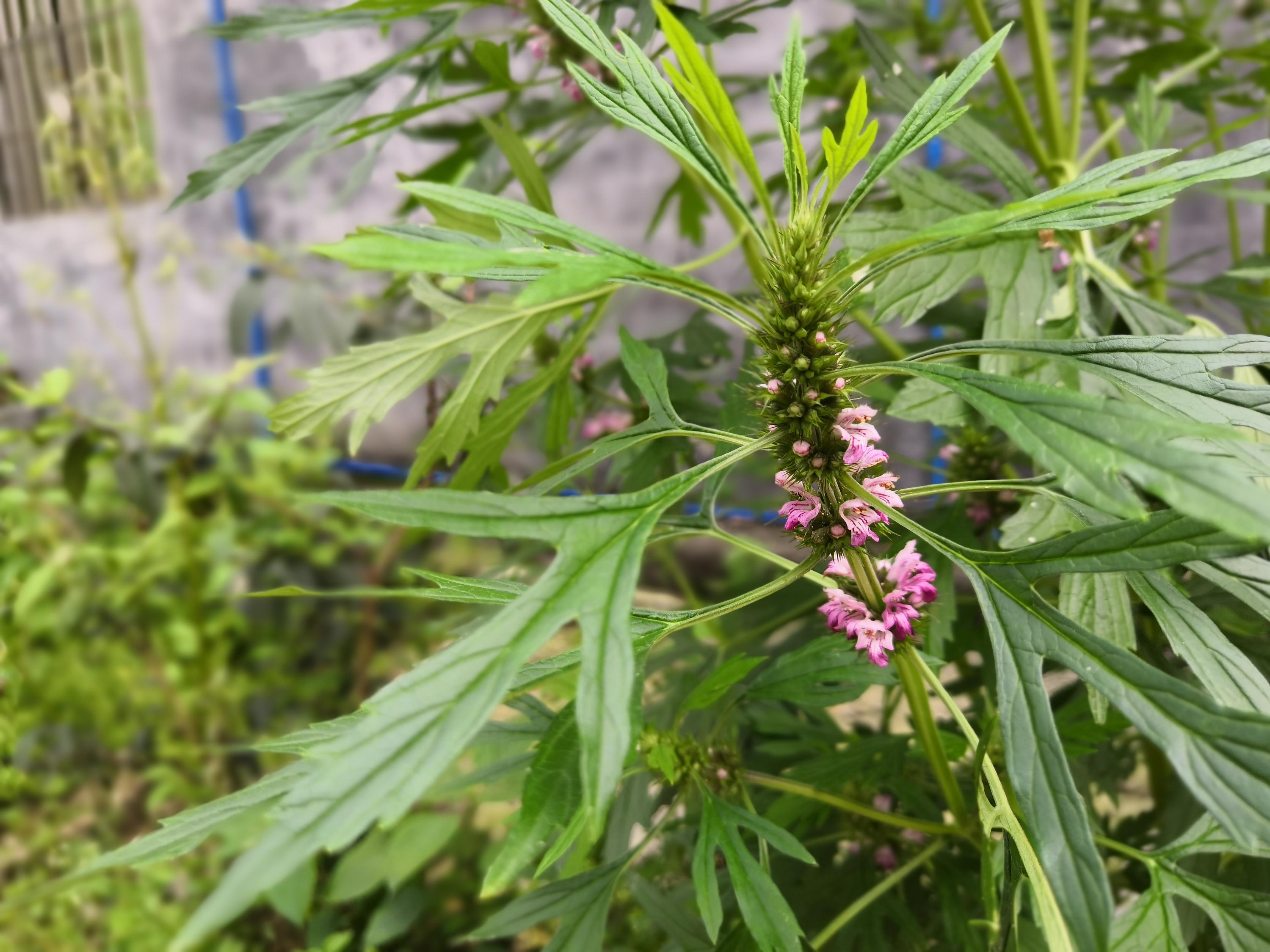motherwort leaf extract