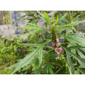 Female Health Care Material Motherwort Extract Powder 10:1