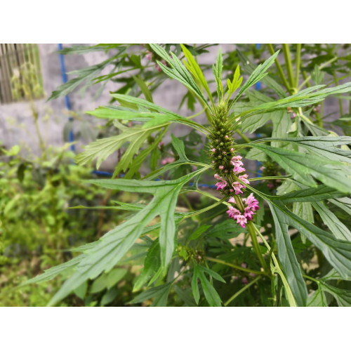 Female Health Care Material Motherwort Extract Powder 10:1