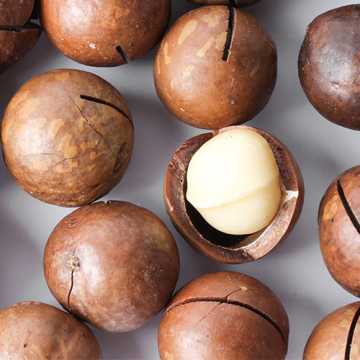 Big Size Roasted Macadamia In Shell For Sale