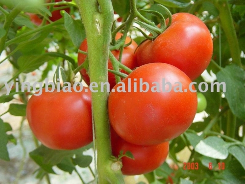 Tomato Extract