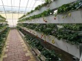 NFT Hydroponic Growing Gully voor Greenhouse