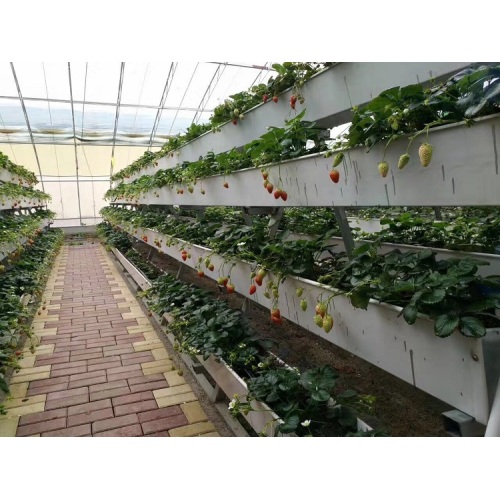 Sistem Growing Hydroponic Saiz Besar NTF Gully