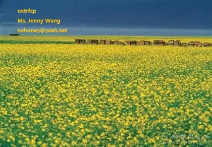 bulk pure rape flower honey on sale