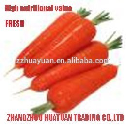 High Nutritional Value Fresh Carrot
