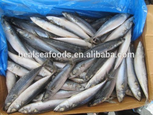 Frozen Pacific Mackerel Fish 150-200g