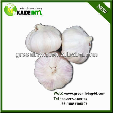 Fresh organic red garlic