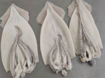 frozen boneless squid seafood