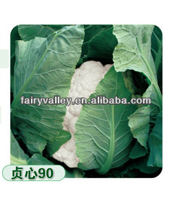 High Yield Late Maturing Cold Resistance Hybrid White Cauliflower Seeds 90-120 Days
