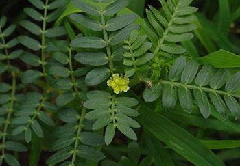 Tribulus Terrestris Extract