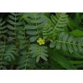 Tribulus Terrestris Extrait 40%