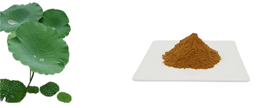 Lotus-Leaf-Extract