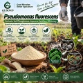 مسحوق بروبيوتيك Pseudomonas Fluorescens للتطبيقات الزراعية