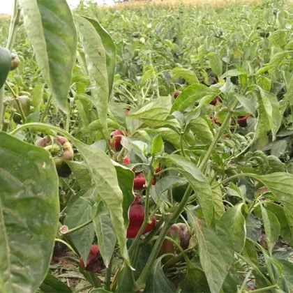 Grade A Paprika Sweet Seeds