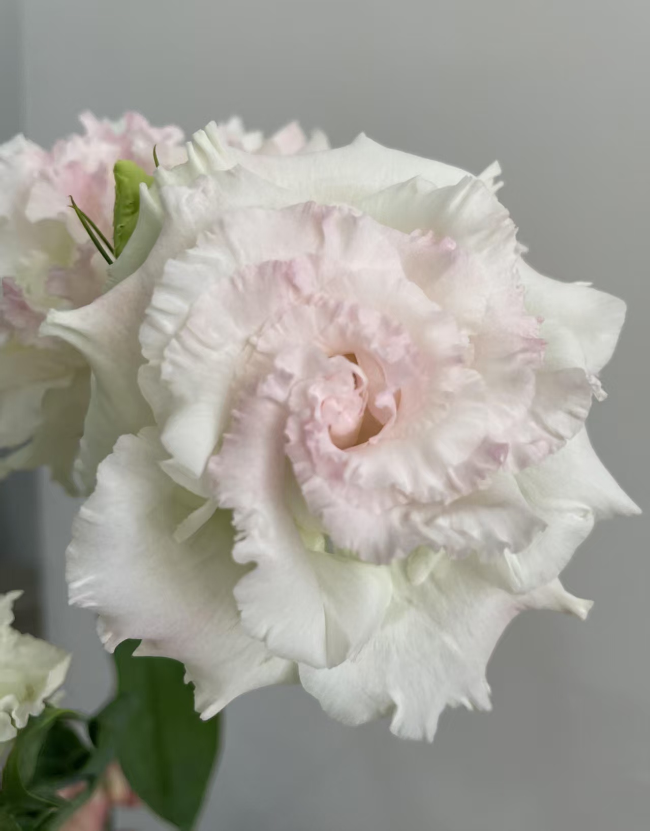 Ice Cream pink Lisianthus
