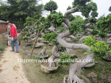 Ficus microcarpa big S shape farm