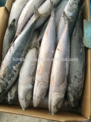 New Season Pacific Mackerel
