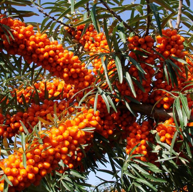 روغن دریایی Thorn Thorn برای مکمل