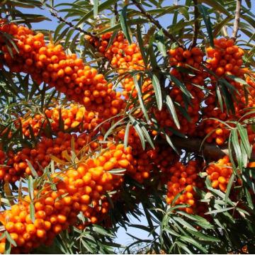 Sallow Thorn Seaberry Oil per supplemento