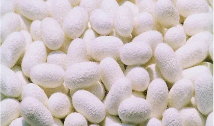 Cocoon Belt Drying Equipment for Silkworm Processing