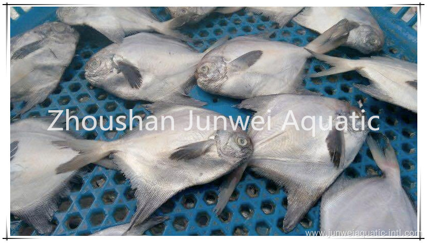 good quality frozen pomfret for market