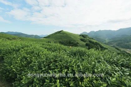 Chinese Oolong Tea Ti Kwan Yin Loose Tea Style vacuum packed middle level