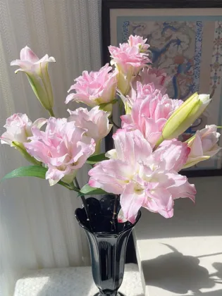 Lucky Angel Double Oriental Lily