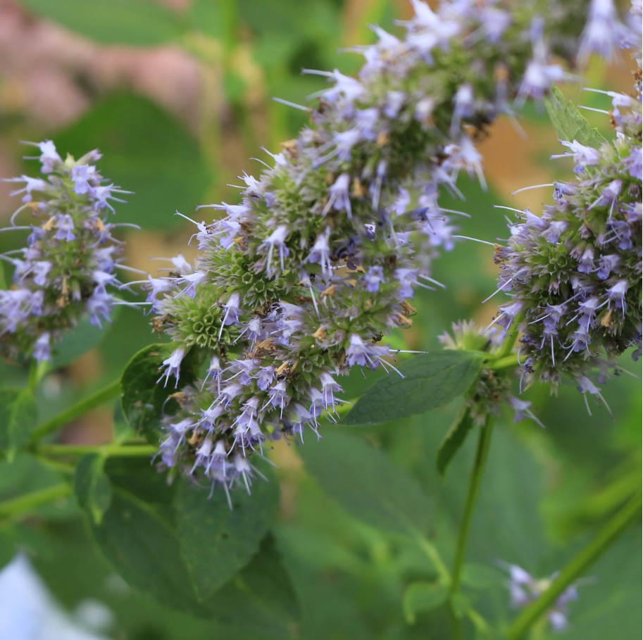 Minyak Atsiri Patchouli Kualitas Berkualitas Terbaik