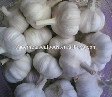 Chinese Fresh Red Garlic
