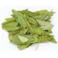ISO Certified 100% Natural Senna Leaf Extract