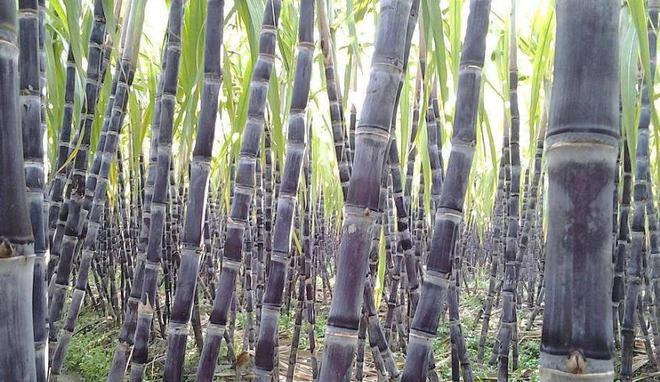 sugarcane fields